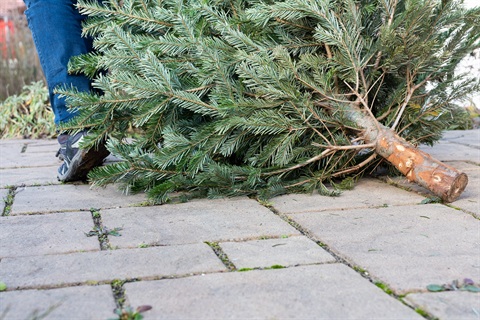 Christmas Tree disposal.jpg