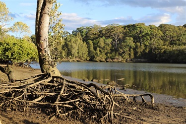 Lane Cove River