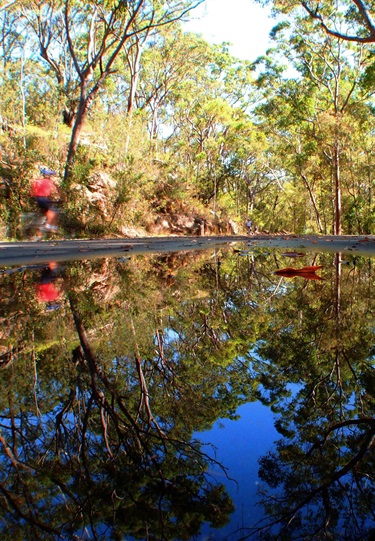 Lane Cove bushland