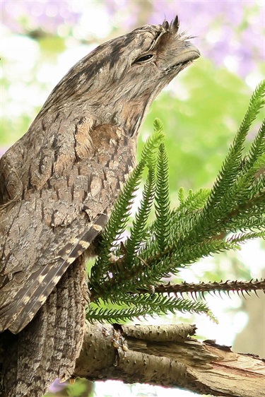 Tawny Frogmouth