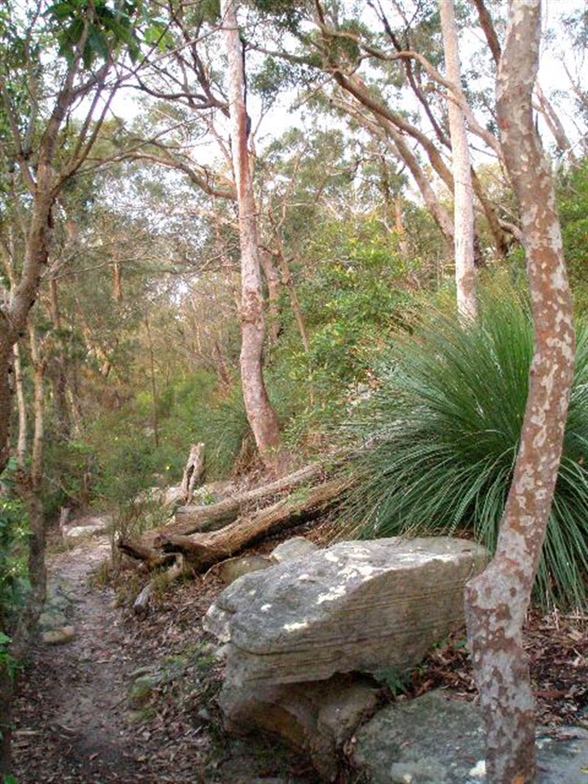 Conospermum longifolium — Friends of Lane Cove NP