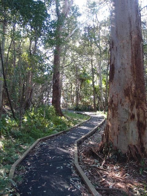 Level boardwalk through trees and bush