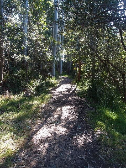 Level bush track through trees and grass