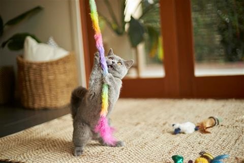 Kitten playing with brightly coloured string