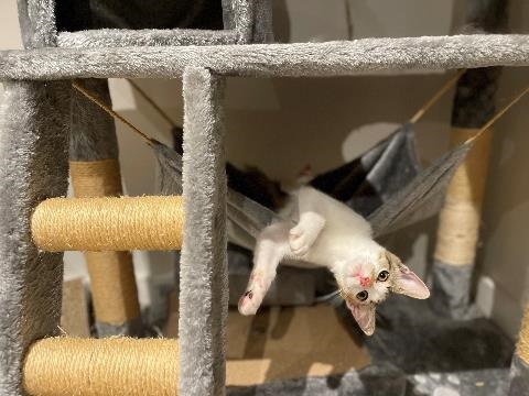 Cat hanging upside down in hammock