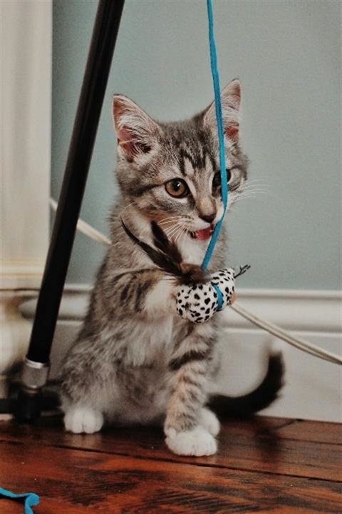 Kitten playing with toy