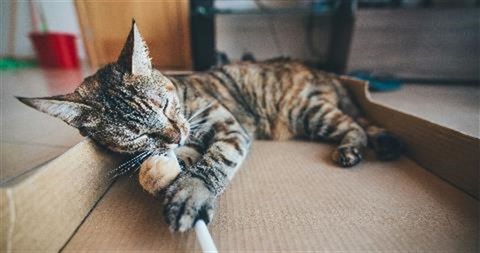 Cat sleeping in open box