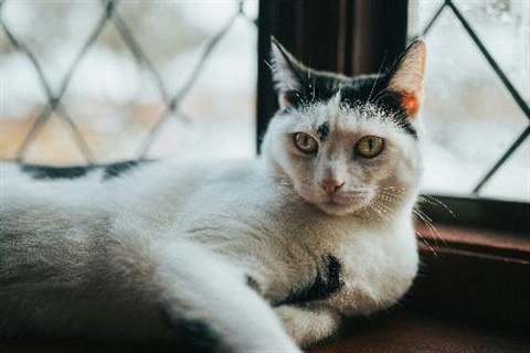 Cat lying by window