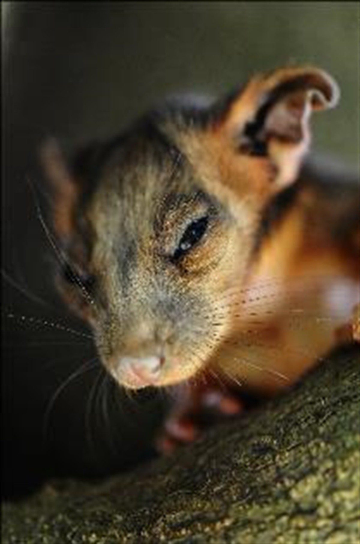 Shop Zone  Animal Behaviour Australia