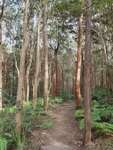 Lane Cove bushland