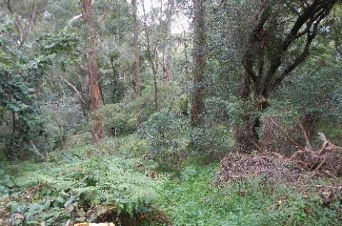 Site photo rainforest vegetation