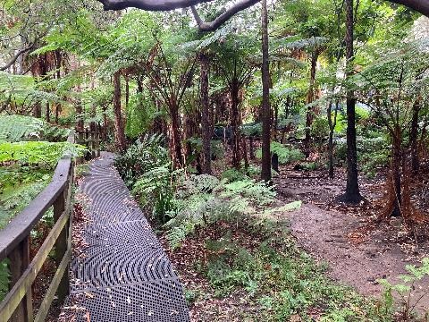 Boardwalk and ferns along creek