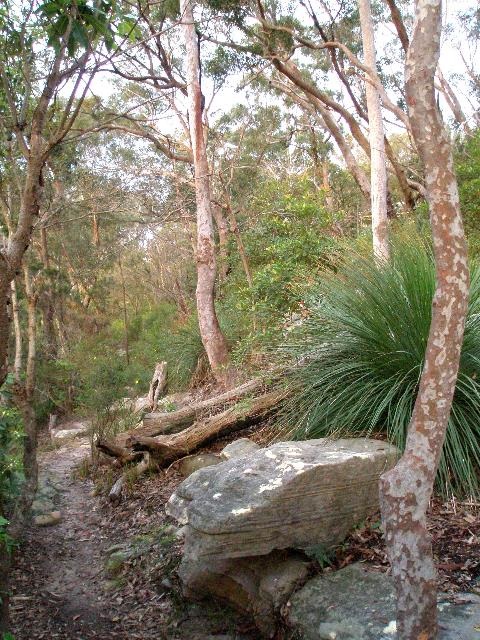 Gums and Grass trees along a bush track
