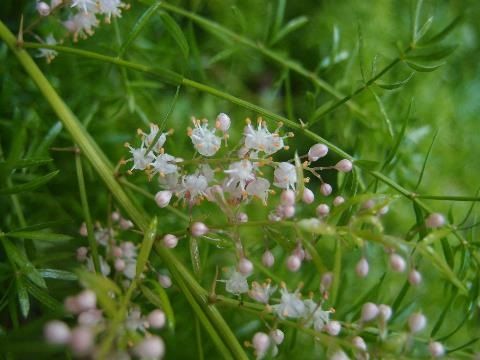 Asparagus Fern weed with tiny white flowers