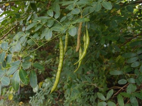 Seed pods hanging from shrub