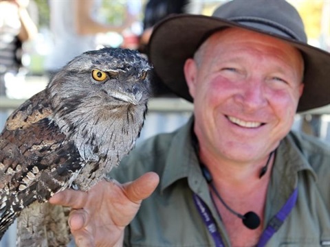 Tawny Frogmouth perched on mans hand