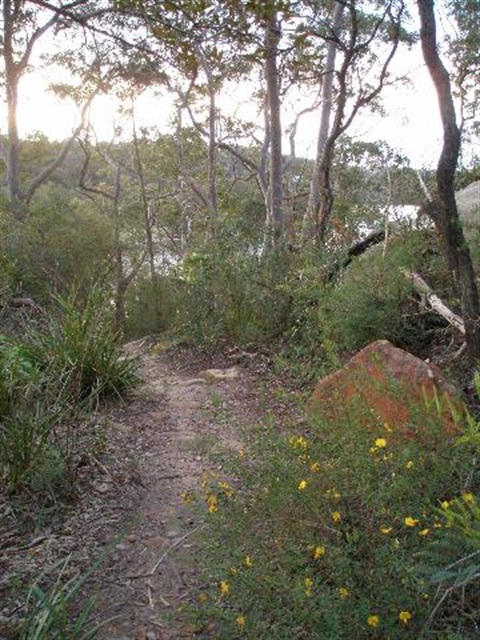 Track along river with flowering shrubs