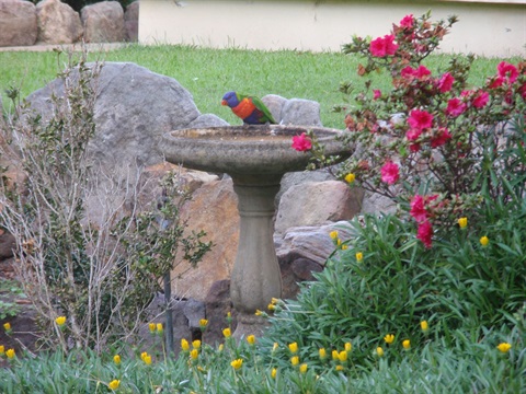 Rainbow Lorikeet in bird bath - Lane Cove 2009 - Michelle Greenfield.JPG